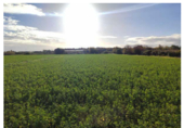 Non-developable land for sale on Pasaje La Lucea, Alagón, ref: TR73403 photo