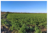 Non-developable land for sale on Pasaje La Lucea, Alagón, ref: TR73403 photo