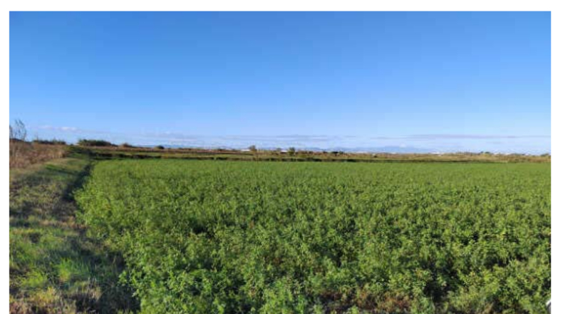 Zaragoza - Alagón - 15354m2