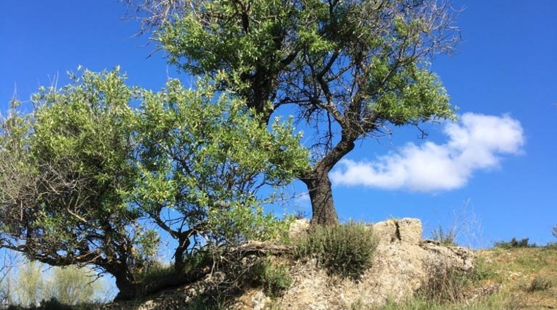 Granada - Beas de Granada - 490m2