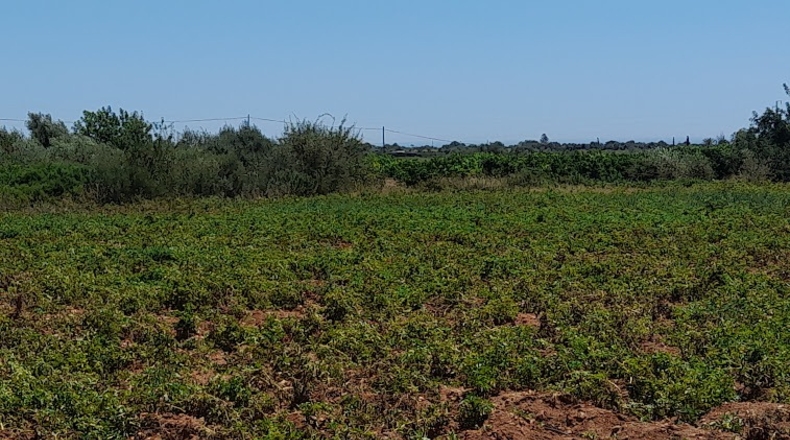 Castellón - Cálig - 16300m2