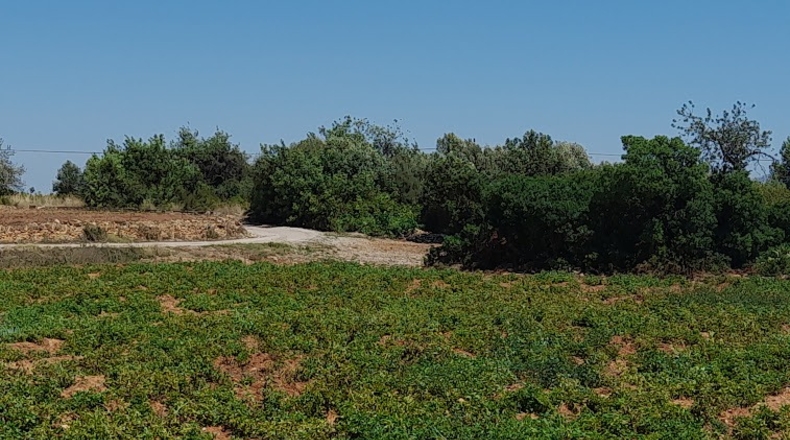 Castellón - Cálig - 16300m2