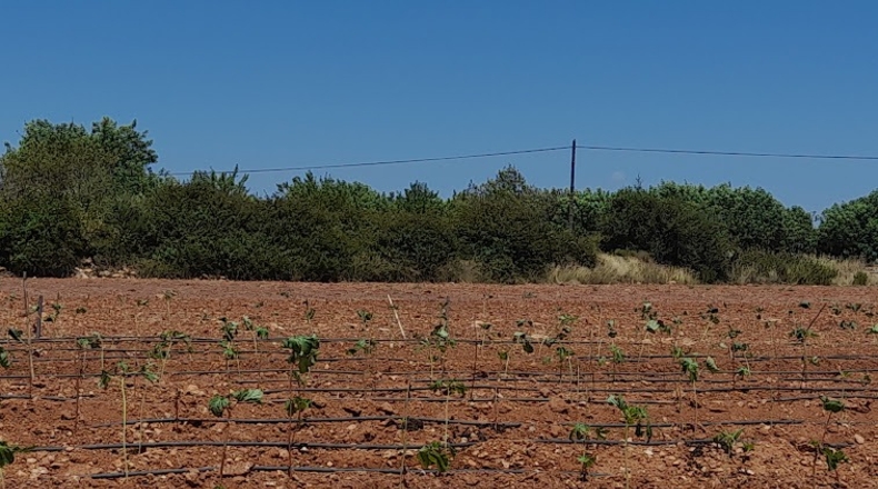 Castellón - Cálig - 16300m2