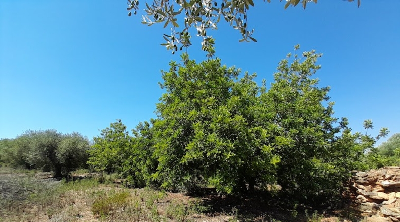 Castellón - Benicarló - 6100m2