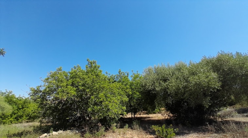 Castellón - Benicarló - 6100m2