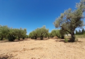 Non-developable land for sale on El Puig, Benicarló, ref: TR73410 photo