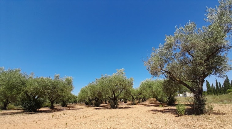 Castellón - Benicarló - 6800m2