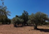 Non-developable land for sale on El Puig, Benicarló, ref: TR73410 photo