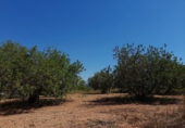 Non-developable land for sale on El Puig, Benicarló, ref: TR73410 photo
