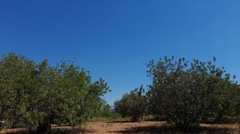 Castellón - Benicarló - 6800m2
