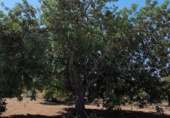 Non-developable land for sale on El Puig, Benicarló, ref: TR73410 photo