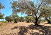 Non-developable land for sale on El Puig, Benicarló, ref: TR73410 photo