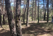 Parcel·la urbanitzable en venda a la Calle los Prados, Navaleno, ref.: TR8548 foto