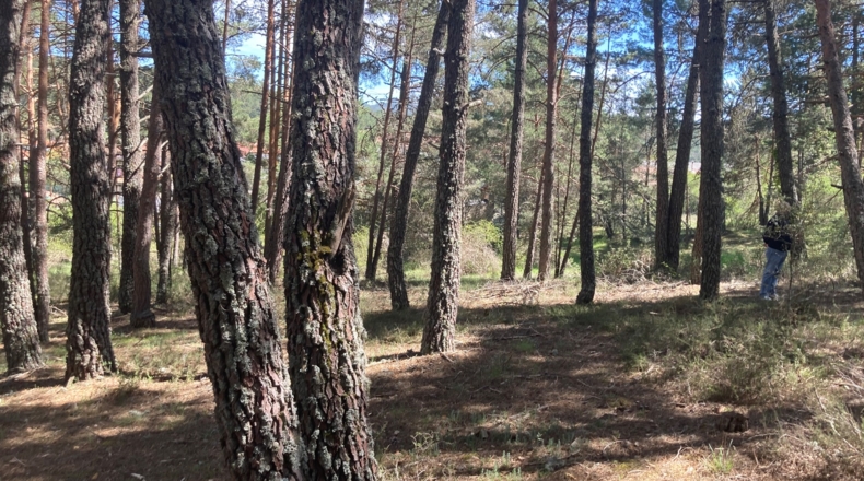 Soria - Navaleno - 4677m2