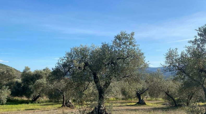 Badajoz - Puebla del Maestre - 5704m2