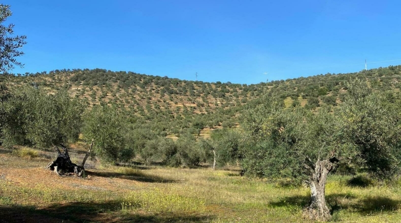 Badajoz - Puebla del Maestre - 5704m2