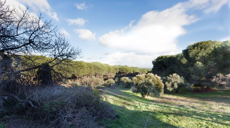 Jaén - Andújar - 30000m2