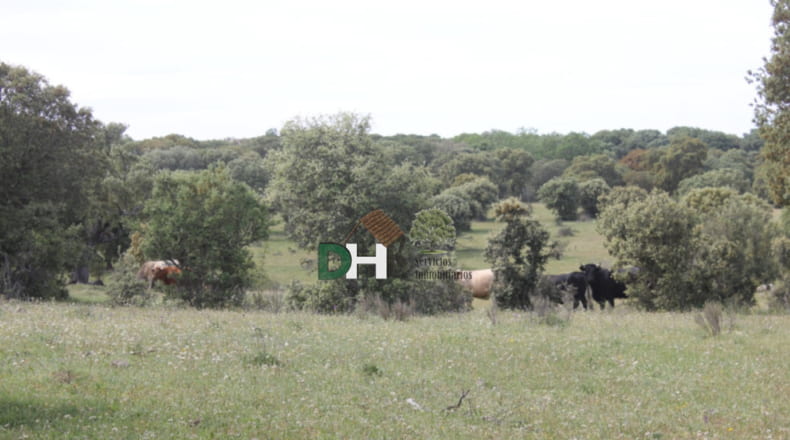 Salamanca - Salamanca - 900000m2