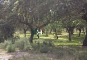 Terreny no urbanitzable en venda a la Calle Placentinos, Salamanca, ref.: TR74173 foto