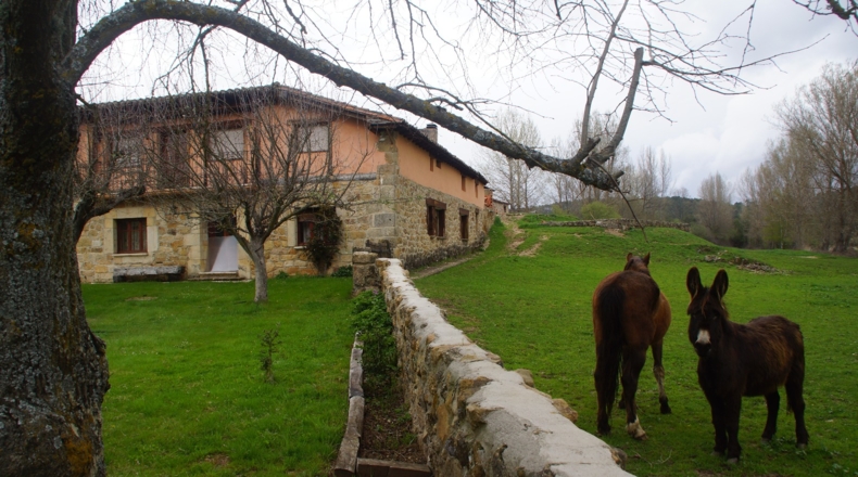 Burgos - Aldea del Pinar - 10000m2
