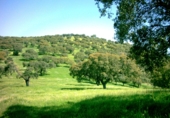 Non-developable land for sale on Los Morenos, ref: TR74149 photo