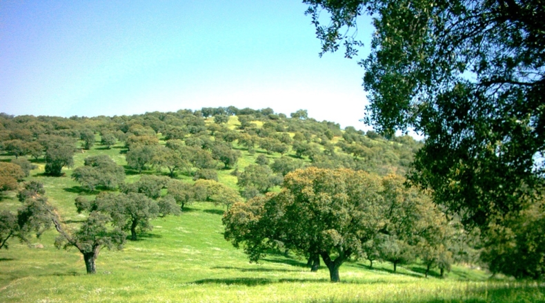 Córdoba - Los Morenos - 973288m2