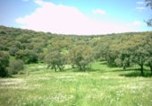 Non-developable land for sale on Los Morenos, ref: TR74149 photo