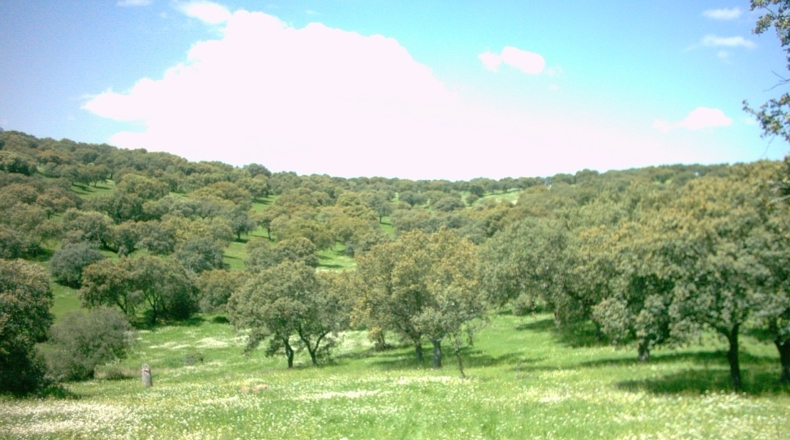 Córdoba - Los Morenos - 973288m2