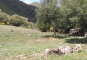 Casa de camp amb terreny en venda a la Arroyo del Agua, Gaucín, ref.: TR74263 foto
