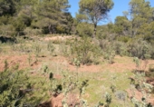 Casa de camp amb terreny en venda a la Arroyo del Agua, Gaucín, ref.: TR74263 foto