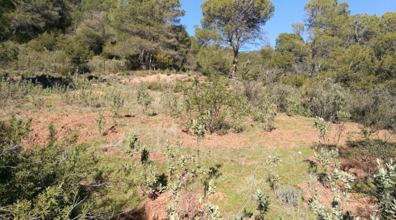 Málaga - Gaucín - 303000m2
