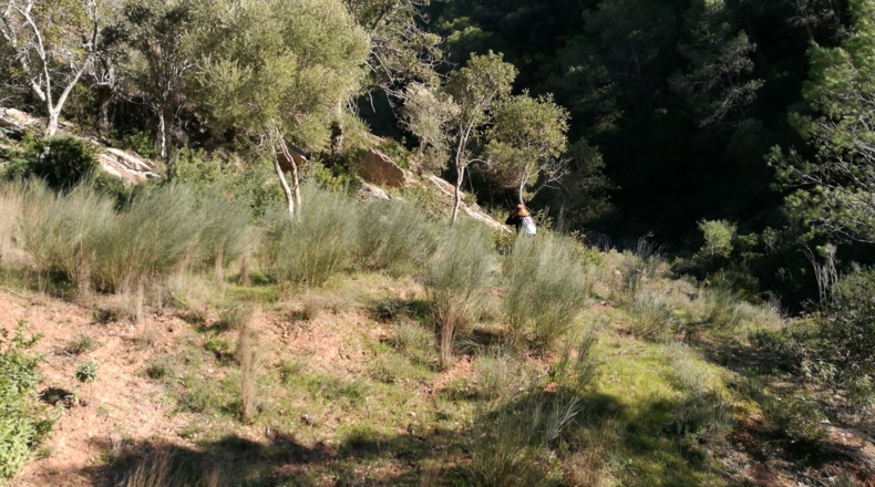 Málaga - Gaucín - 303000m2