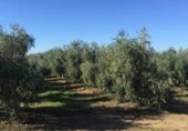 Земля на продажу у города Вальдепеньяс Фото