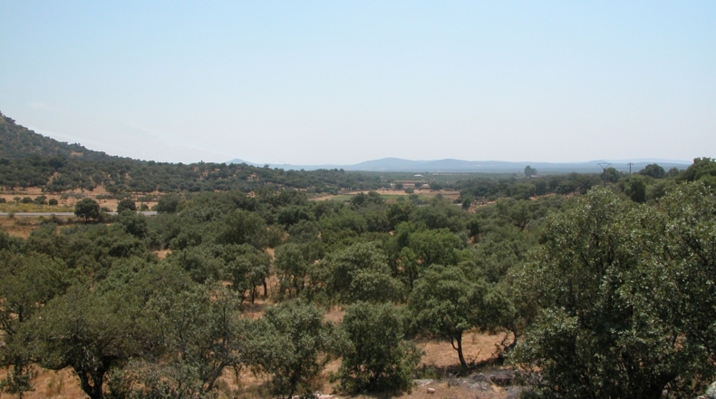 Cáceres - Montánchez - 90000m2