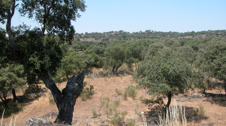 Cáceres - Montánchez - 90000m2