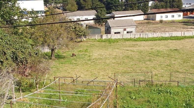 Pontevedra - Porriño - 8650m2