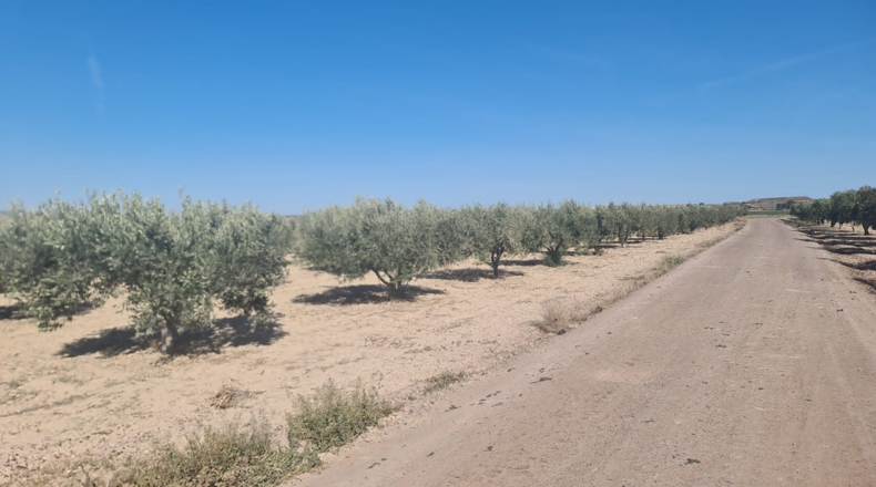 Murcia - Totana - 4600m2