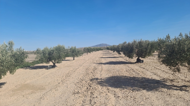 Murcia - Totana - 4600m2