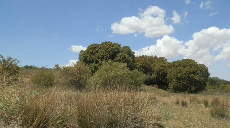 Ciudad Real - Villanueva de los Infantes - 5260000m2