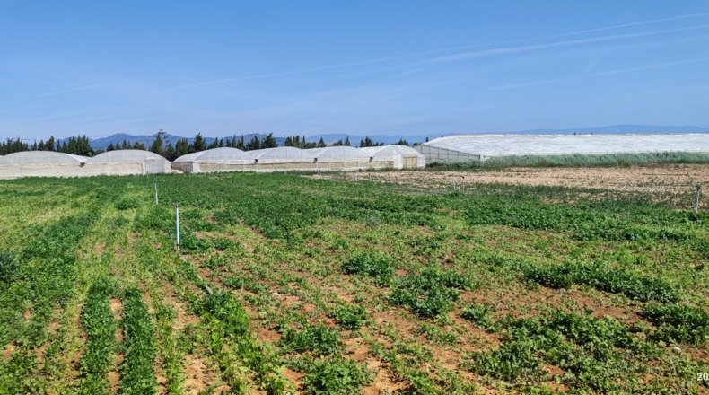 Tarragona - Cambrils - 35000m2
