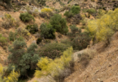 Non-developable land for sale on Polígono 13 Parcela 103 AYO DEL PLATERO. CARTAMA (MÁLAGA), Cártama, ref: TR75251 photo