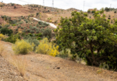 Non-developable land for sale on Polígono 13 Parcela 103 AYO DEL PLATERO. CARTAMA (MÁLAGA), Cártama, ref: TR75251 photo