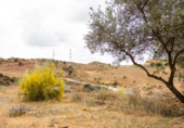 Non-developable land for sale on Polígono 13 Parcela 103 AYO DEL PLATERO. CARTAMA (MÁLAGA), Cártama, ref: TR75251 photo