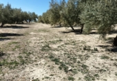 Non-developable land for sale on Rincón, Huesa, ref: TR92648 photo