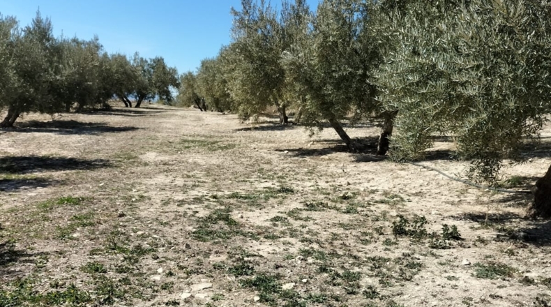 Jaén - Huesa - 78000m2