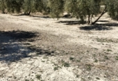 Non-developable land for sale on Rincón, Huesa, ref: TR92648 photo