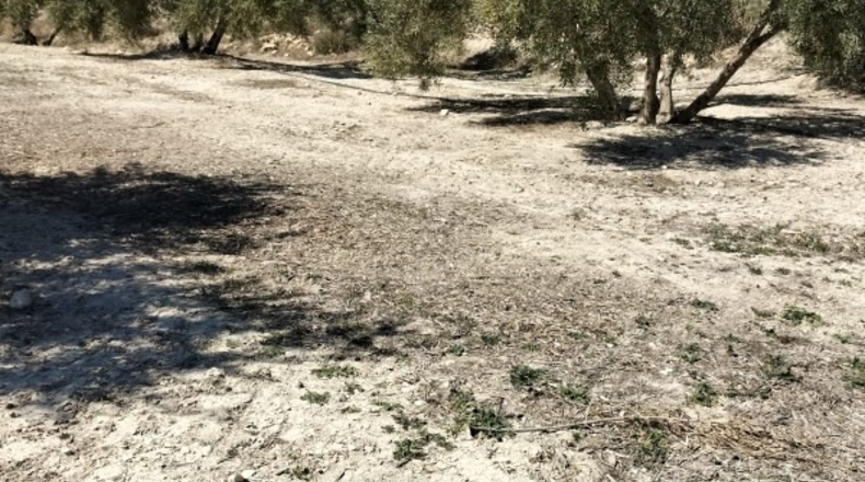 Jaén - Huesa - 78000m2