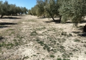 Non-developable land for sale on Rincón, Huesa, ref: TR92648 photo