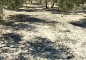 Non-developable land for sale on Rincón, Huesa, ref: TR92648 photo