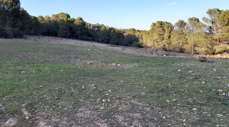 Murcia - Lorca - 20000m2